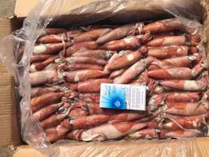 حبار صغير مجمد من نوع لوليجو - Product Image 2