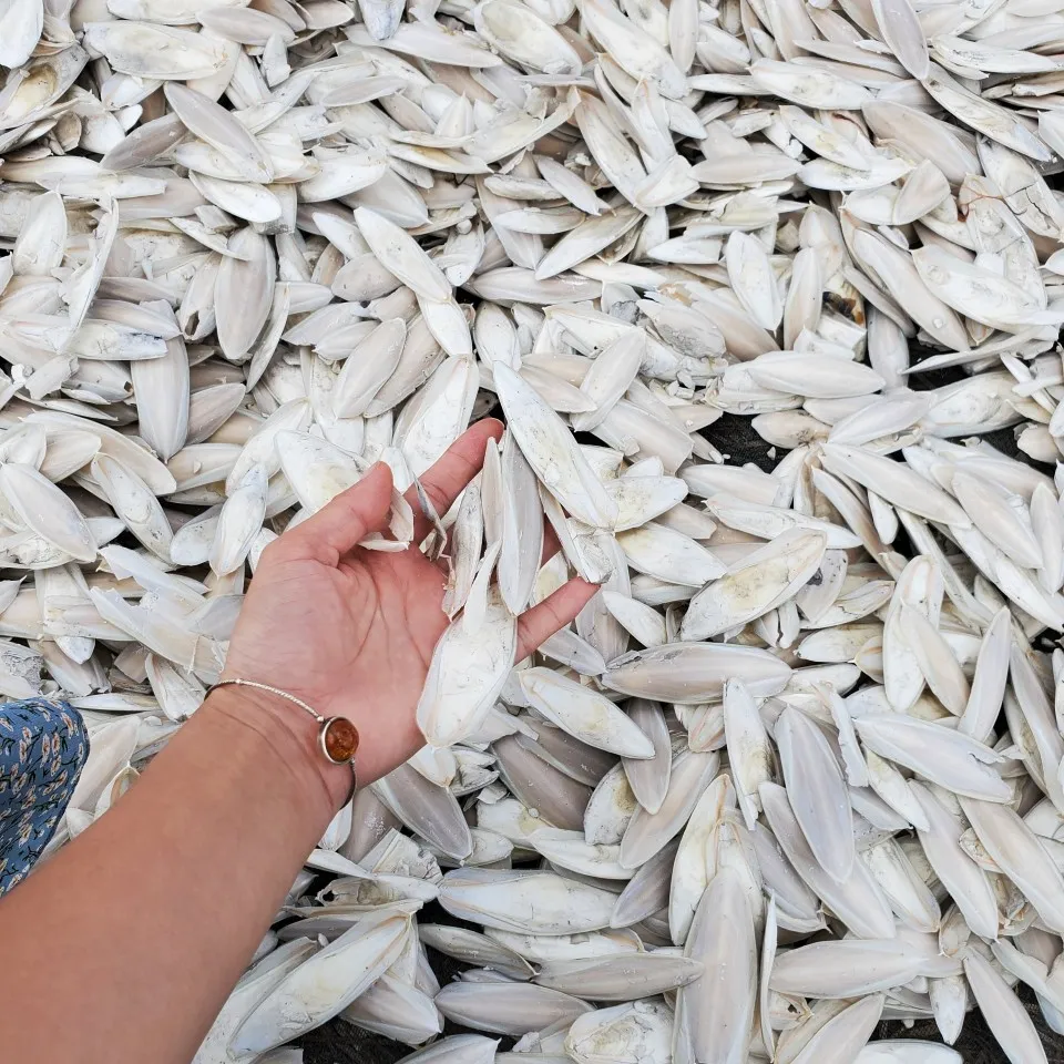 Tintenfisch knochen zur Herstellung von Chitosan/getrocknetem Tintenfisch knochen groß/Trockene Tintenfische Frau Katherine 84 912 044 521