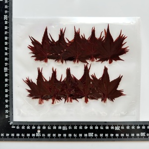 100ใบเมเปิ้ลใบโมมิจิเค็มชิ้น/แพ็คสำหรับตกแต่งอาหารซูชิ - Product Image 6