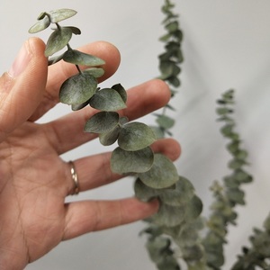 Nouvelle Offre Spéciale naturelle vraie fleur sèche séchée feuille d'<span class=keywords><strong>eucalyptus</strong></span> conservée <span class=keywords><strong>eucalyptus</strong></span> pour la décoration de fête à la maison de mariage - Product Image 4