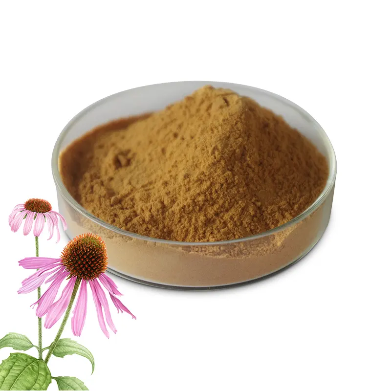 Natürliches Pflanzen-Echinacea-Extraktpulver mit 1% 4% Chicorsäure