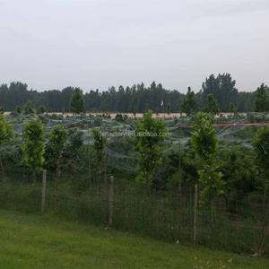 Filet anti-grêle en soie double, monofilament, hdpe, vergers, <span class=keywords><strong>pommier</strong></span>, noir et vert, 100% - Product Image 4