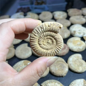 <span class=keywords><strong>Cristalli</strong></span> Minerali Jiangsu Sisterstone all'Ingrosso, Pietre Curative, Fossili di Ammonite Marrone in Vendita, REIKI - Product Image 2