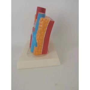 Clips articulaires d'anatomie, modèle DVT, veston des veines profondes, ondulées, modèle - Product Image 4