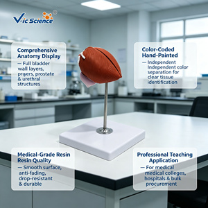 Modèle de vessie humaine grandeur nature haute simulation avec prostate pour la recherche en <span class=keywords><strong>urologie</strong></span> des écoles de médecine et laboratoires CE/ISO/ROHS/CNAS - Product Image 1