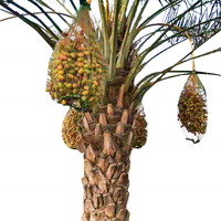 Oogstbescherming Dadels Palmgaas Netzak Datum Fruitzak Met Hoge Kwaliteit