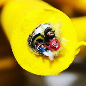 24awgx2 + 20awgx2 + 20awgx2 neutrally nổi rov Tether Cáp màu đen đỏ nhỏ bị mắc kẹt dây điện với PE cách nhiệt - Product Image 5