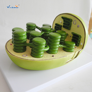 Herramienta educativa de biología para estudiantes, modelo de enseñanza de célula vegetal, cloroplast, anatomico - Product Image 5