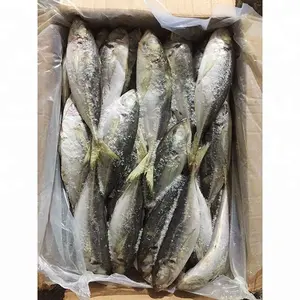 23厘米 + 陆地冷冻马mackerel鱼/气管