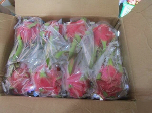 ผลไม้มังกรสดออร์แกนิกเวียดเดลต้า (สีขาวและสีแดง) จากเวียดนาม ผลิตในเวียดนาม ผู้จัดจำหน่าย Nicky - Product Image 2