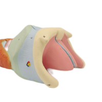 Modelo de estudio del sistema urinario masculino de alta calidad para biología de secundaria y preparatoria Excelente precio