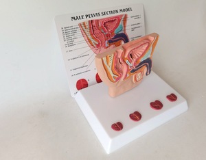 Modelo Anatómico de Pelvis Masculina Humana con Enfermedad Sagital en 4 Etapas, Anatomía de la Cavidad Pélvica, Ciencia Médica - Product Image 3