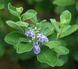 Precio Superior <span class=keywords><strong>Vitex</strong></span> <span class=keywords><strong>Trifolia</strong></span> Polvo de <span class=keywords><strong>Vitex</strong></span> <span class=keywords><strong>Trifolia</strong></span> Extracto de <span class=keywords><strong>Vitex</strong></span> <span class=keywords><strong>Trifolia</strong></span> - Product Image 2