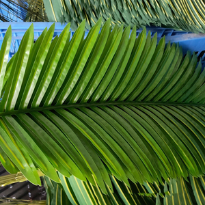 Hojas de Palma de areca de gran tamaño a prueba de rayos <span class=keywords><strong>ultravioleta</strong></span> decoración verde de boda hojas de palma artificiales tropicales - Product Image 5