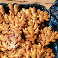 Gingembre frais de grande taille 300g+ de haute qualité du Yunnan, provenant directement de l'usine chinoise, approvisionnement stable en gros