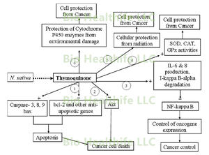 Healthife ニゲラサチバ ブラックシードエキス チモキノン 5% 10% 20% チモキノンパウダー - Product Image 3