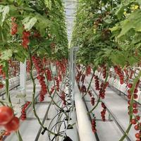 Serre multi-travées Sinok Venlo en polycarbonate, serre en plaques PC, kit de serre à structure en acier galvanisé pour légumes