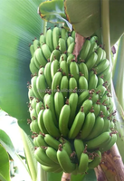 Kleine Roestvrijstalen Komkommersnijder Bananenchips Snijmachine Weegbree Snijmachine Bananensnijder Bananensnijder