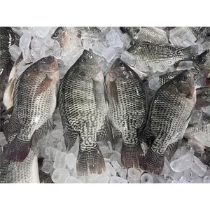Chine export prix usine pescado congelado tilapia poisson poisson tilapia prix surgelé poisson tilapia poisson