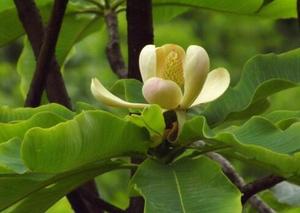 Estratto di corteccia di Magnolia magnololo magnololo + hnokiol polvere - Product Image 4