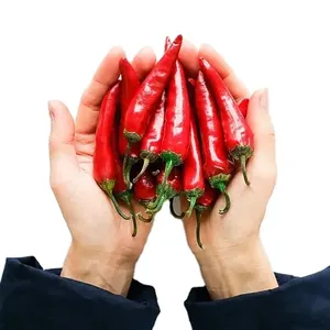 Professionally grown peppers for export Beijing red chili chili powder dry chili seeds