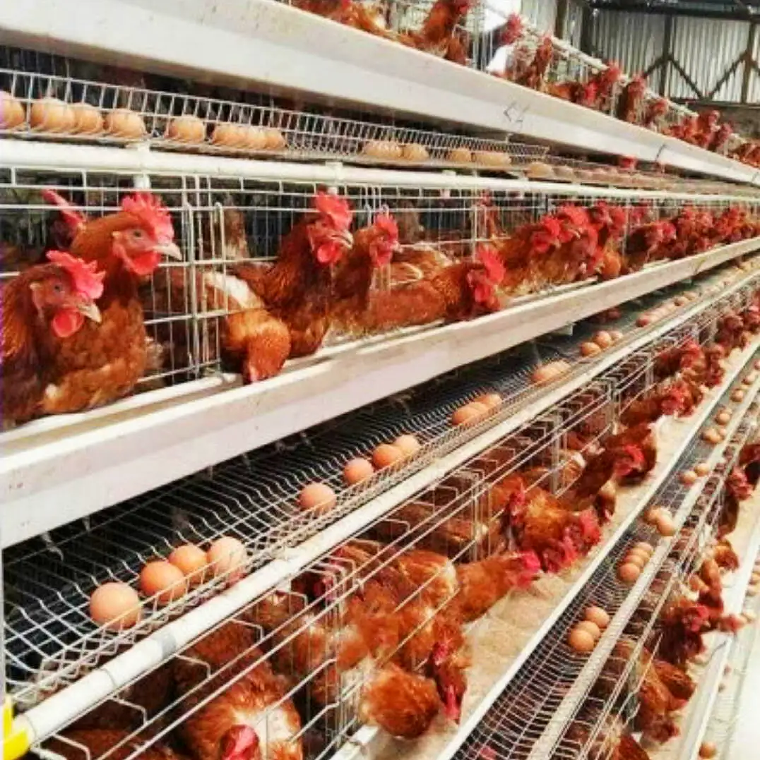 Gabbie per batterie Nigeria eccellenti zincate nuovissime galline ovaiole pollame 3 livelli telaio gabbia strato di pollo prezzo in bangladesh