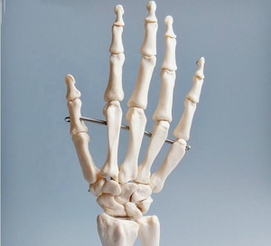 Modello Anatomico del Corpo Umano a Grandezza Naturale in PVC, con Articolazioni e Strutture Ossee della Mano Mobili, per Formazione Medica - Product Image 5