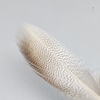 Professionelle Entenflankenfedern zum Fliegenbinden, natürliche Wildentenfedern für Trockenfliegenflügel und -schwänze, Material für Forellenfischen