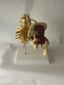 Modelo de Anatómica de la Mitad Inferior del <span class=keywords><strong>Cuerpo</strong></span> <span class=keywords><strong>Humano</strong></span> con Articulación de Cadera, Músculos, Nervios, Pelvis, Columna Vertebral y Protrusión de Disco Intervertebral, Yulin CE/ISO - Product Image 4