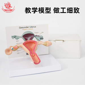 Modelo de anatomía ovariana, material de PVC, modelo de demostración de anticoncepción femenina, modelo de útero femenino humano normal - Product Image 3