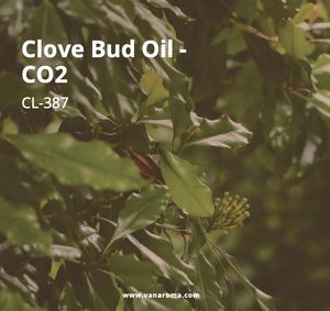 Fournisseur en gros d'huile de clou de girofle CO2, Exportateur d'huile de clou de girofle CO2, Grossiste d'huile de clou de girofle CO2 - Product Image 1