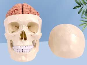 Modelo de Cráneo Humano con Anatomía Cerebral, Material de PVC, Suministro Educativo - Product Image 4