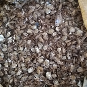 Harina de Pescado de Anchoa Seca de Grado Alimenticio para Ganado, Cerdos y Perros, Rica en Proteínas, 100% Anchoa - Product Image 2