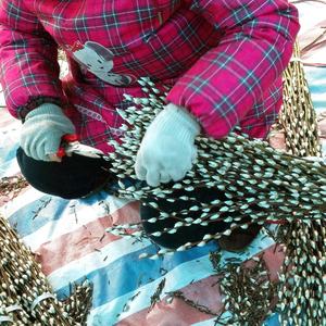 Pussy willow - Product Image 2