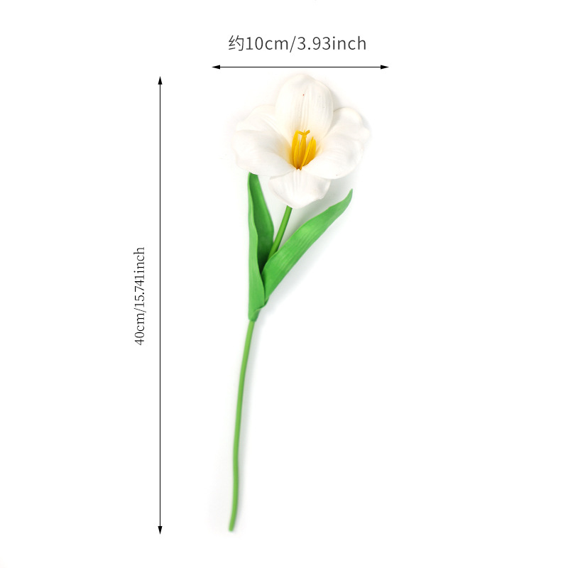Tulipes à fleurs blanches