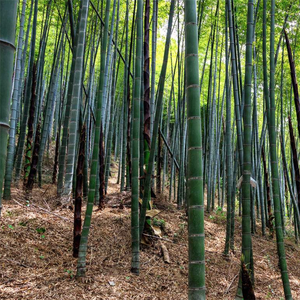 Graines de bambou géant chinois Moso Phyllostachys Edulis pour plante artificielle sur décor de jardin - Product Image 6