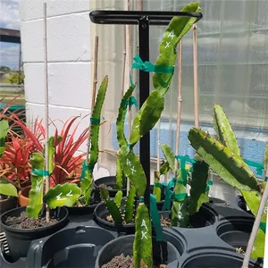 <span class=keywords><strong>Enrejado</strong></span> <span class=keywords><strong>para</strong></span> plantas trepadoras, <span class=keywords><strong>enrejado</strong></span> de plantas, torre de fruta de dragón, poste de escalada <span class=keywords><strong>para</strong></span> jardín de vegetales, hogar, <span class=keywords><strong>Patio</strong></span> interior y exterior - Product Image 6