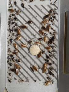 Tùy chỉnh thiết kế bò phòng ngủ gián Keo Bẫy vật liệu giấy gián hấp dẫn máy tính bảng thu hút ODM <span class=keywords><strong>OEM</strong></span> gián mùi hương - Product Image 3