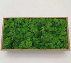 Holesale abilieal Ouch <span class=keywords><strong>2022</strong></span> OT oferta holesale ttabilizado Lichen indeeindeer reserved Oss - Product Image 1
