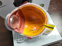Modelo de Ojo Anatómico Premium de PVC, 3 Partes, 3D, con Cataratas, para Enseñanza, Diseño Desmontable de 3 Partes