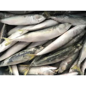 La Chine exporte du maquereau pacifié du maquereau frais congelé poisson du Pacifique à vendre du maquereau congelé