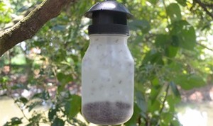 <strong>Fruit</strong> <strong>fly</strong> <strong>trap</strong> smaller plastic disposable eco-friendly stocked lure cn;bei - Product Image 4