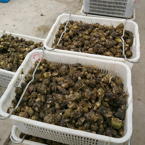 Suministro de fábrica Raíz de Maca negra seca Hierbas chinas Tipo de procesamiento crudo Proceso de secado AD Té de Maca - Product Image 3