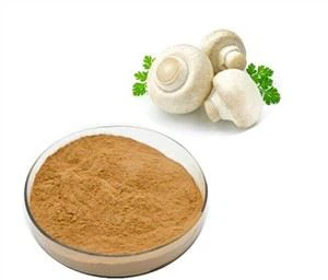 สารสกัดจากไมซีเลียมบิสปอรัส10%-30% สารสกัดจากเห็ดไบโซรัส - Product Image 3