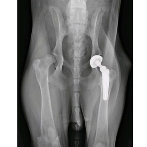 Orthopedisch Implantaat Femorale Prothese Mini Stam Titanium Kunstmatig Heupgewricht Prothese Gebruikt Voor Dieren - Product Image 3