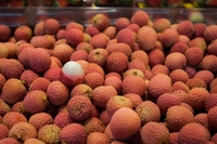 Lychee/Litchi/Litchee Vietnam Leverancier Hoge Kwaliteit Beste Prijs-Whatsapp: Ms.Pinky (+ 84) 35 9268 345