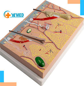 Modelo de Anatomía de piel humana, modelo educativo de laboratorio de piel anatómica para estudiantes de medicina, estructura de piel humana - Product Image 1
