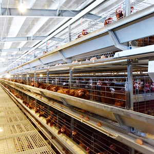 Équipement d'élevage d'animaux et de volailles lampe chauffante pour volailles uniforme de ferme avicole - Product Image 2