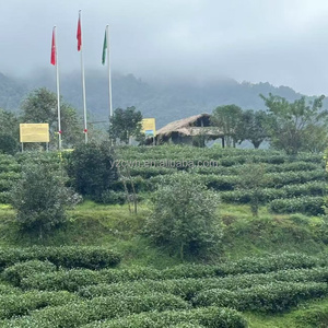 ชาอู่หลงหมักกรองกรดแกม<span class=keywords><strong>มา</strong></span>อะมิโนบิวทีริก ปี 2026 ขา<span class=keywords><strong>ย</strong></span>ส่ง OEM รุ่นแบล็คไดมอนด์ เทิงชง <span class=keywords><strong>ย</strong></span>ูนนาน แบบขายส่งจำนวน<span class=keywords><strong>มา</strong></span>ก - Product Image 3