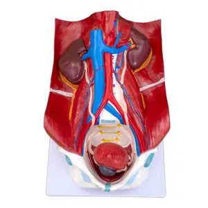 Yüksek kaliteli tıbbi öğretim üriner sistem modeli anatomik böbrek sistemi